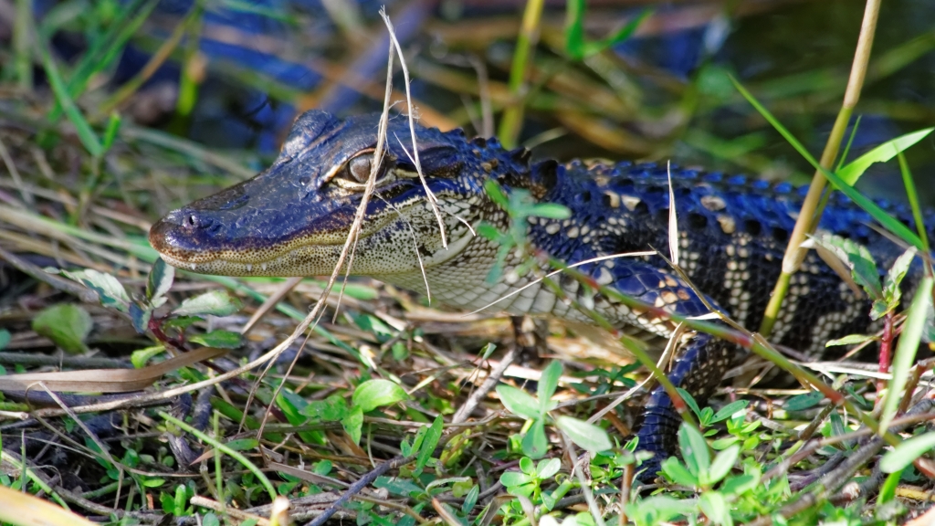 02 - Everglade NP (65).jpg